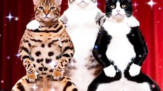 Tiga kucing lucu banget & kocak????????????????????????