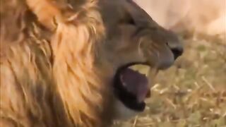 أسد يضحك بهستيرية هههههه