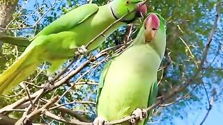 The parrot
