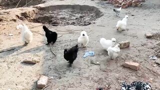 The talk of parrot