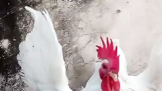 Kiri biri chat