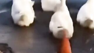 Niat Ikut Geng Bebek, Ayam Ini Lupa Dia Bukan Bebek!