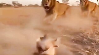 Niat Nunggu Mangsa, Singa Malah Kena Prank Babi Hutan!