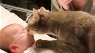 Sentuhan Seekor Kucing yang Membangunkan Harapan