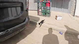 Mama cat hits her kitten during treatment because she wants food first.
