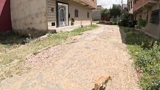 A family of stray ginger cats that receives us every time better than the previous times.