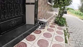 Mama the cat came and said, “Thank you for taking care of me and my kittens.”