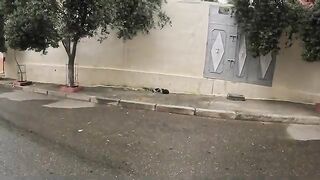Teenage kittens wandering on the side of the road are starving.