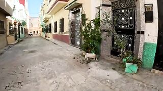 The tabby cat started calling to us after seeing his stray friend frightened.