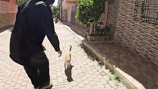 The cute ginger cat and her friend were very friendly.