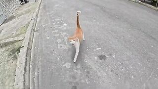 Mama cat beats her big cats so they won't share my love with them.