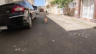 A ginger cat takes us to the kittens and is happy that one of her own has been adopted.