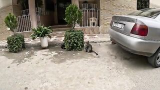Mama cat tries to talk to her kittens to come to her, but to no avail.