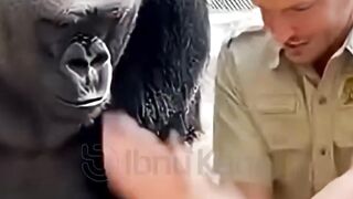 Trick is PRICELESS Gorilla's Reaction to Magic!