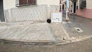 Bagira stray cat became very angry when his lower back was touched.