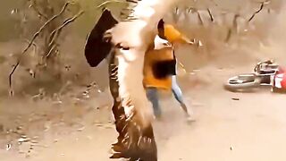 The hawk flew away with the girl