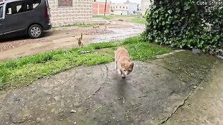 The stray dog came to share cat food with the ginger cat family.