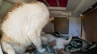 Kitten tries to tell Mama Cat to clean up after eating.