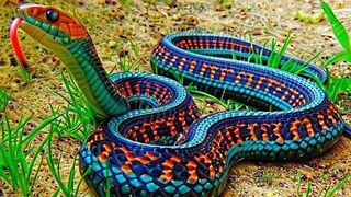 The World's Ten Most Gorgeous Snakes