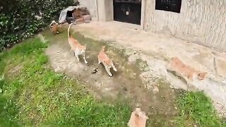 A large family of ginger cats surrounded us and told us they were hungry.