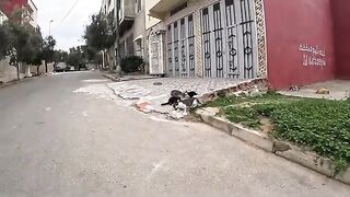 The stray cat wanted to be the first to taste the food, even if it was an effort.