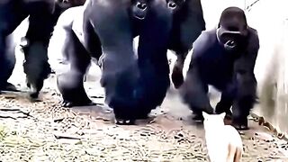 Animals