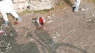 The bank of river rooster