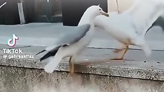 A0000