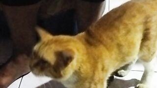 Kucing montong