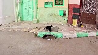 Mama Cat, who looks like Adolphina the Cat, has two sweet kittens.
