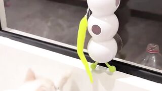 Adorable Cat Having Fun While Playing ????”