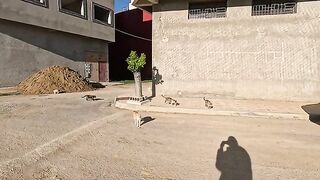 Stray cats wait every day for the arrival of people who feed them.