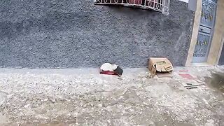 The cute white cat was reluctant to approach at first.