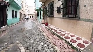 A little of your time can make a stray cat happy.