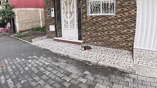 Sweet kittens who live with their mother are no longer ashamed of me.