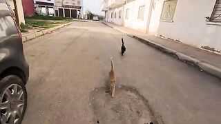 The ginger cat doesn't want to mate, but the tuxedo cat tries to convince her.