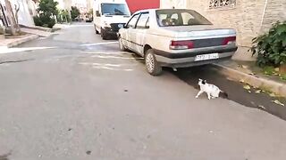 We feed these stray cats for more than 15 months, but they are still shy from us.