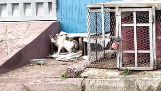 Poor Cats are trying to create happiness even though they live in a paper box next to the street.