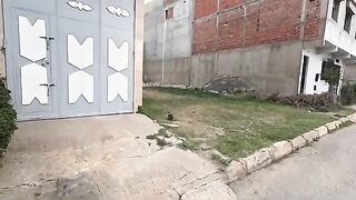 Hungry kittens living on the street are very shy.