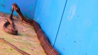 صراع الأفاعي