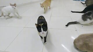 Mama cat thanked me when I changed her kitten's bed.