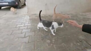 The cream cat is jealous of the other male cat who also wants love.