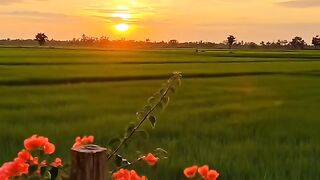 afternoon atmosphere in the village rice fields