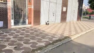 Sitting in the warmth of the sun, Tuxedo Cat is a very friendly cat.
