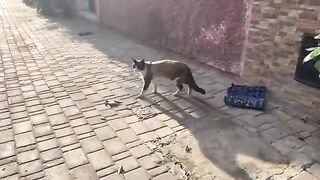 The Siamese cat befriended me quickly after he was shy at first.