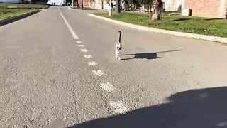 Once again I encountered the talkative cat that never stopped talking and moving.