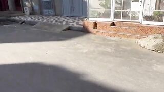 The baby and the stray cat almost fought to get the lady's hug.
