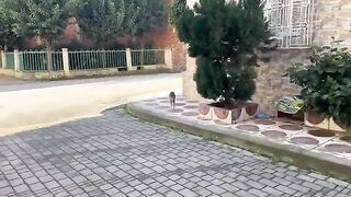 If you spend some time with my village cats, your stress will disaper.