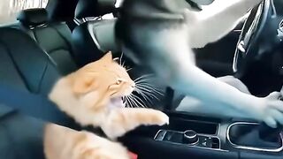 Husky Drift Driver Goes Wild_ Terrified Cat Raises Its Pa