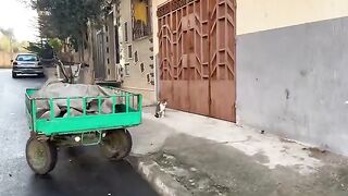 The beautiful stray cat came after she heard her male partner meowing for love and food.
